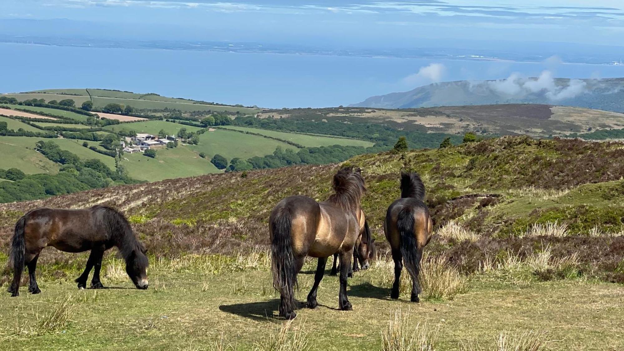 Exmoor Bnb In Withypool On Two Moors Way Exterior photo
